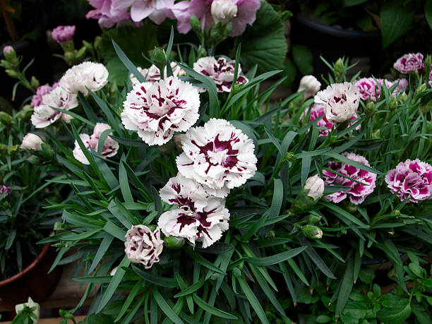istock White and red bunch of carnation flowers 596041228