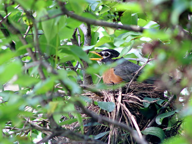 istock Robbin Sitting on Nest in Dense Cover 596041262