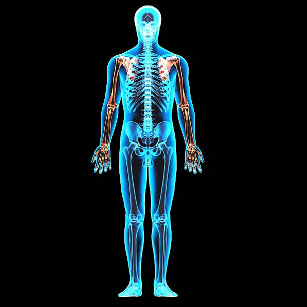 istock male skeleton anatomy 596042046