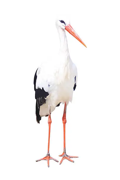 The white stork (Ciconia ciconia) isolated on white background.