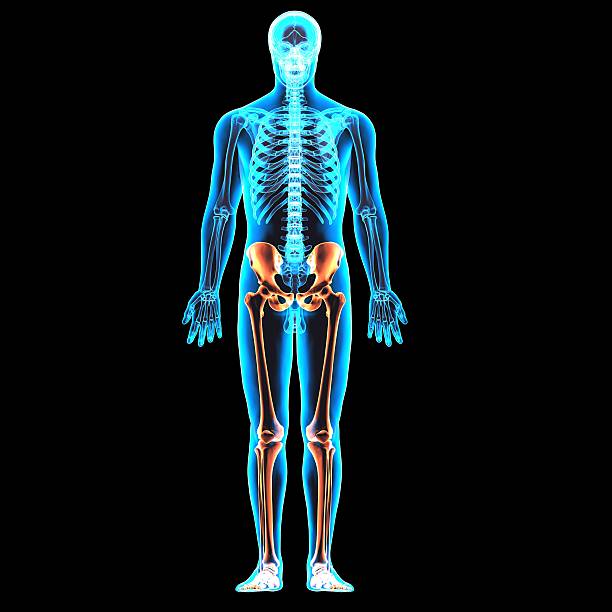 istock male skeleton anatomy 596042592