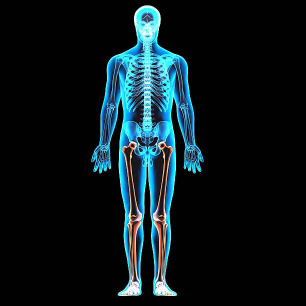 istock male skeleton anatomy 596042600