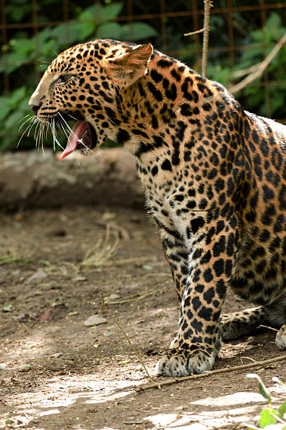 istock young beautiful leopard in the park 596043694