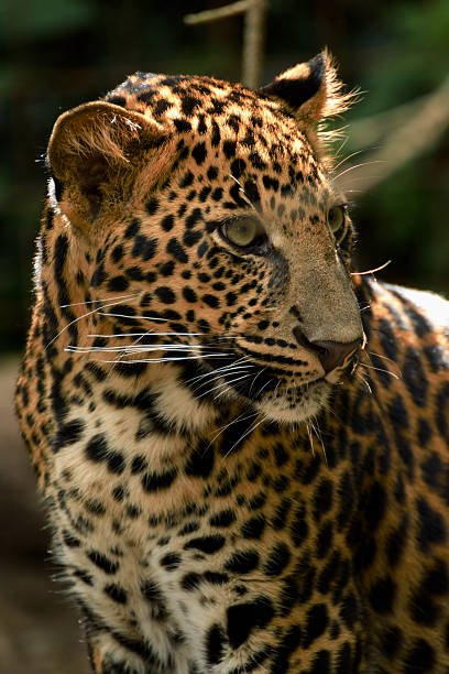 istock young beautiful leopard in the park 596044198