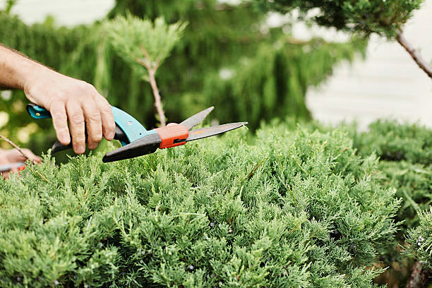 corte de enebro. alguien recortando arbustos con tijeras de jardín. - foilage fotografías e imágenes de stock