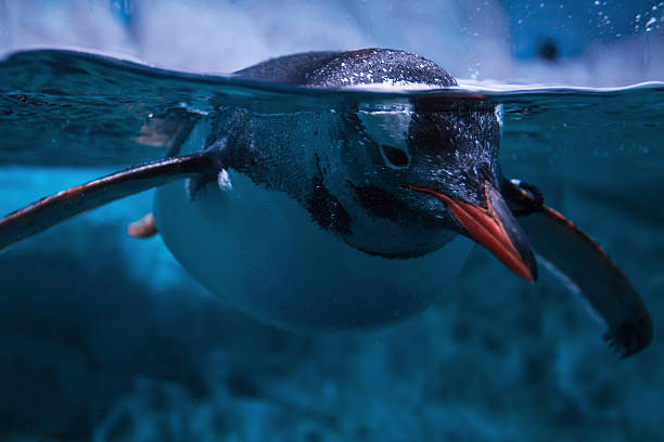 pinguim flutuando debaixo d'água - gentoo penguin - fotografias e filmes do acervo