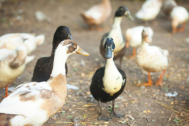 istock Domestic ducks and drakes 596044624