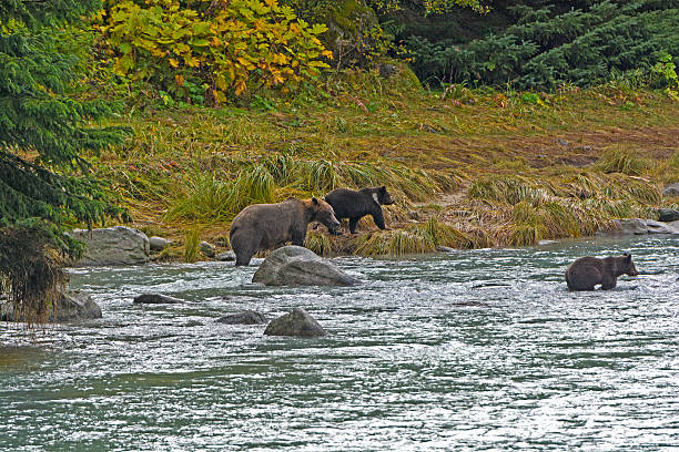 istock Mother Bear with her Cubs on the Shore 596046010