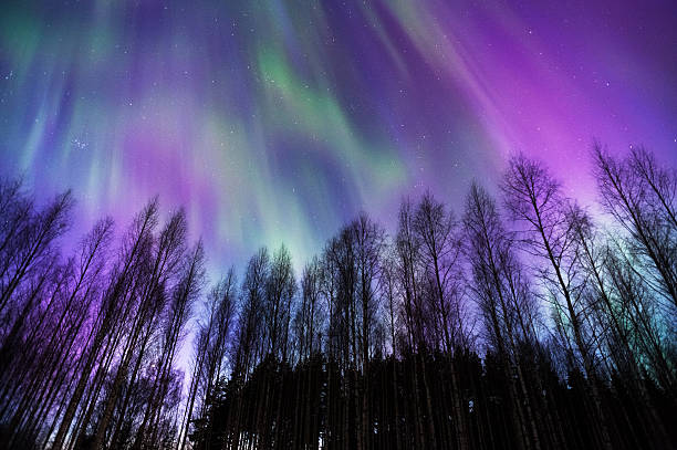 オーロラ・ボレアリス、ボレアルの森の上 - aurora borealis aurora polaris lapland finland ストックフォトと画像