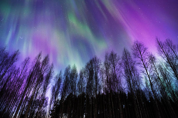 aurora borealis nad lasem borealnym - winter landscape sweden snow zdjęcia i obrazy z banku zdjęć