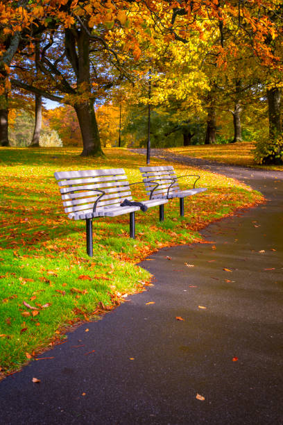 istock Slottsskogen park in autumn morning 596047378