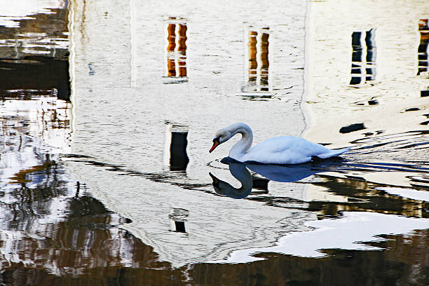 istock White swan swimming into a water reflection in a river 596047618