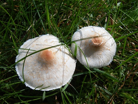 Two toxics white mushrooms.