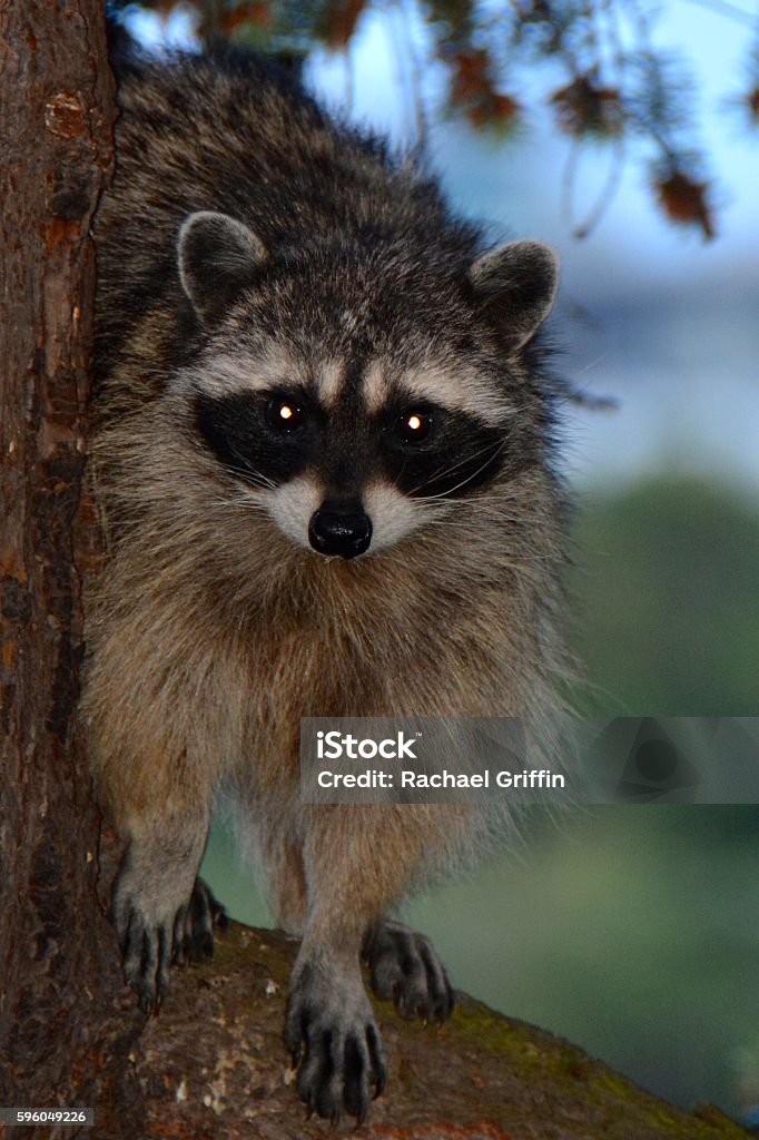Raccoon Victoria, BC British Columbia Stock Photo