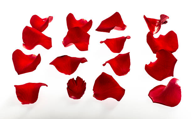 istock Red rose petals isolated on white background 596049234