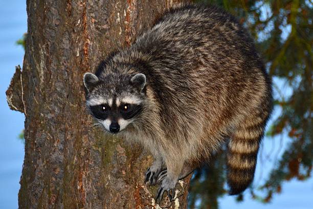 Raccoon stock photo