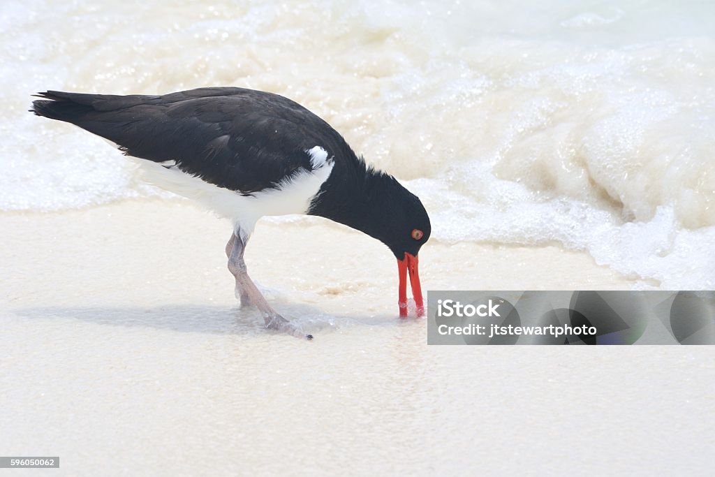 Oystercatcher with Bill in Sand An American oystercatcher searches for food in the sand as waves approach on the beach at Espanola Island, Galapagos, Ecuador. American Oystercatcher Stock Photo