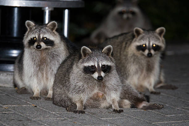 Raccoon Family Stock Photo - Download Image Now - Raccoon, Overweight, Night - iStock Raccoon Family Stock Photo - Download Image Now - Raccoon, Overweight, Night - iStock