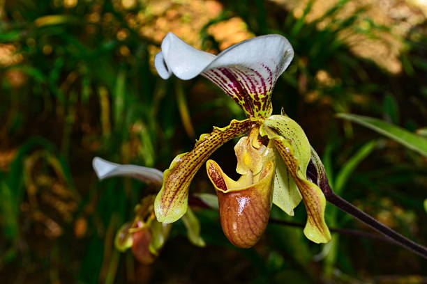 istock Beautiful orchid Paphiopedilum (slipper orchid) 596051250