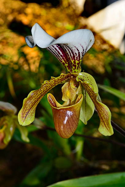 istock Beautiful orchid Paphiopedilum (slipper orchid) 596051286