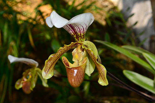 istock Beautiful orchid Paphiopedilum (slipper orchid) 596051342