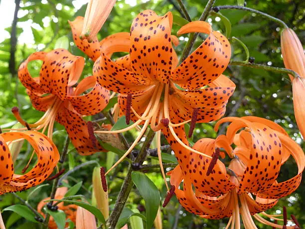 Beautiful large flowers orange tiger lily - smolinosy