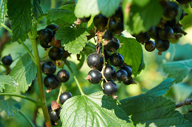 istock black ripe currants on the bush 596052972