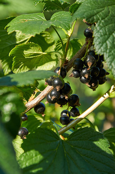 istock black ripe currants on the bush 596052988