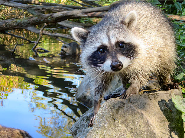 istock Young wild raccoon by water 596053068
