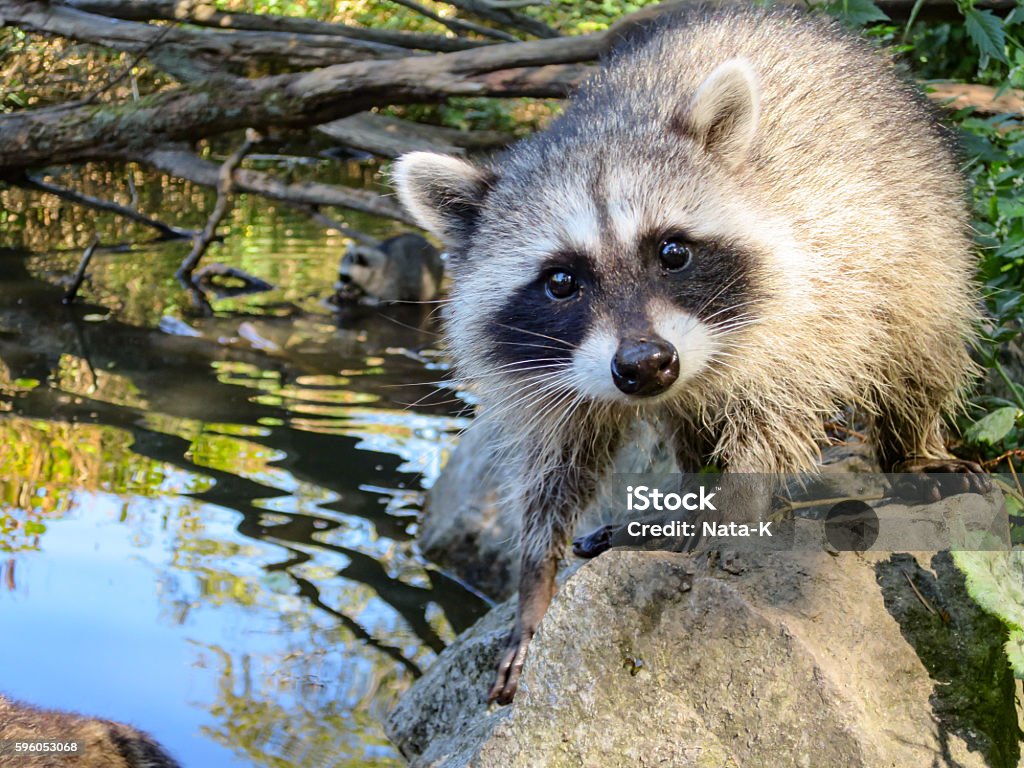 Young wild raccoon by water Young wild raccoon on stone by water Raccoon Stock Photo