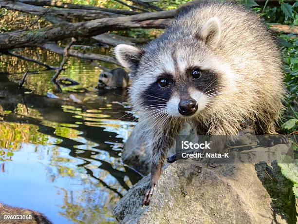 Young Wild Raccoon By Water Stock Photo - Download Image Now - Raccoon, Water, Animal