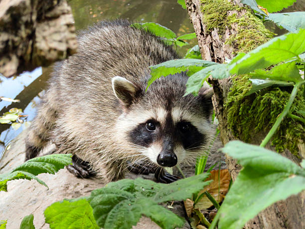 istock Baby raccoon watching 596054806