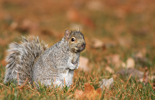 American grey Squirrel  in autumn