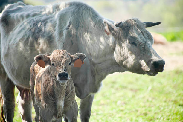 istock Close up of cow and calf 596055714