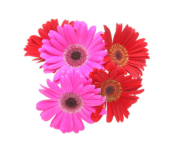 istock Bouquet of Transvaal daisy 596056022