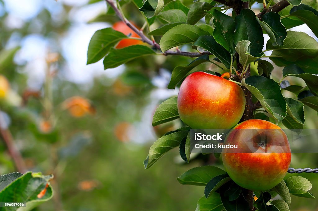 Apple  - Lizenzfrei Apfelgarten Stock-Foto