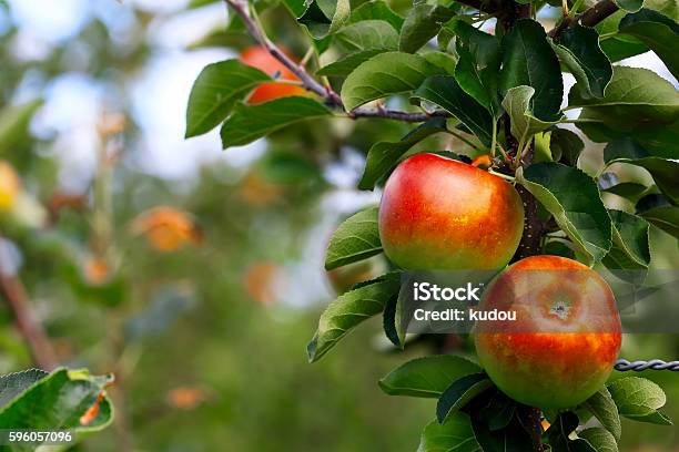 Apple Stockfoto und mehr Bilder von Apfelgarten - Apfelgarten, Apfelbaum, August