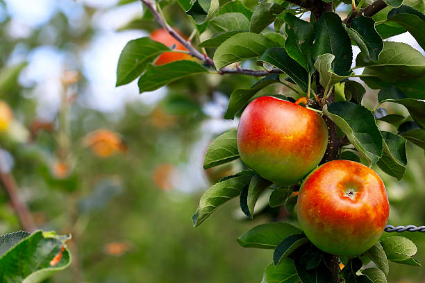사과나무  - apple orchard 뉴스 사진 이미지