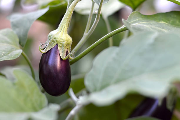 berinjela no jardim - eggplant vegetable vegetable garden plant - fotografias e filmes do acervo