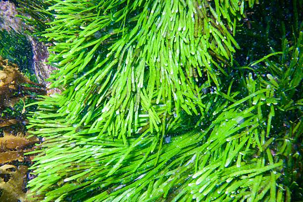 istock Close up of Strap weed 596060022