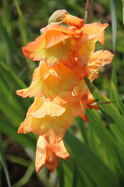 gladiolo colorido en el jardín - gladiolus single flower flower yellow fotografías e imágenes de stock