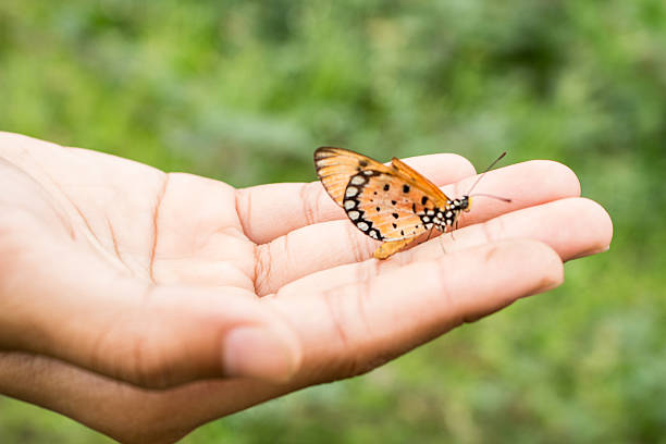 istock Hand of the girl with a butterfly. 596060310