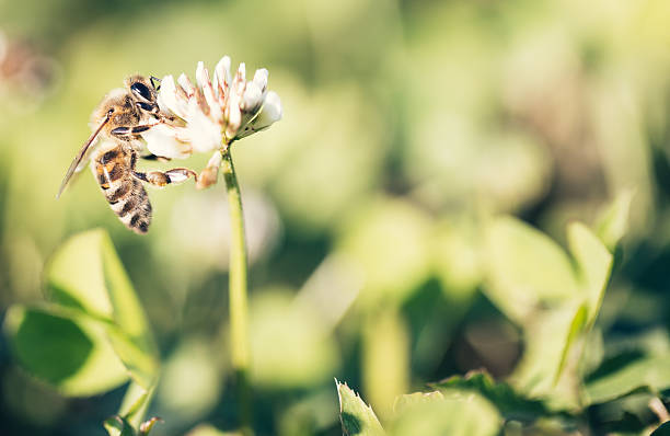 ハナバチの花  - beehive rural scene bee outdoors ストックフォトと画像