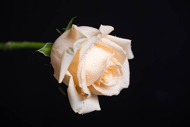 istock golden rose with black background 596061848