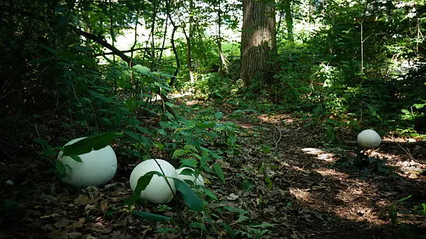 Large, spherical, Giant Puffball Mushrooms surrounding a path in the forest.