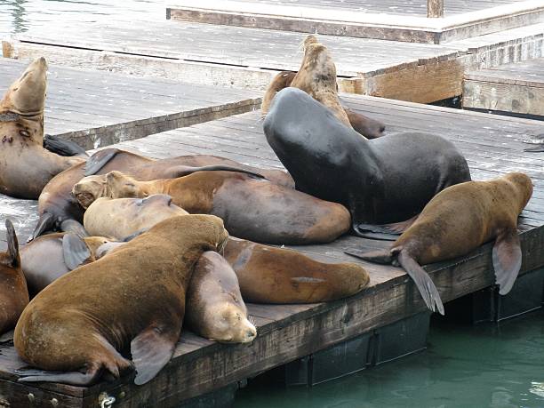 istock Sea Lions, Seals 596063226