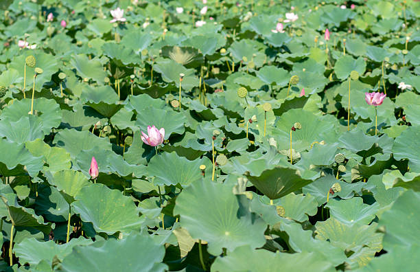 istock Lotus and seedpod in pond 596063330