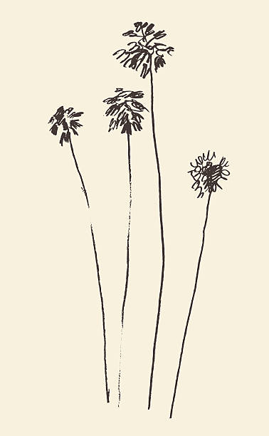 ilustrações, clipart, desenhos animados e ícones de silhueta de palmeiras desenhadas esboço vetorial. - illustration and painting beach engraved image engraving