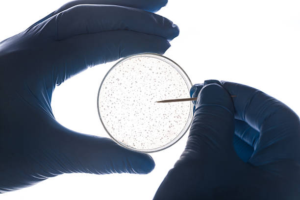 istock bacteria colony in petri dish hold by hand 596063422