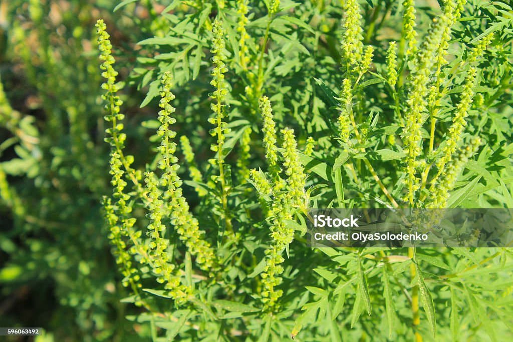 How to identify Annual ragweed (Ambrosia artemisiifolia)